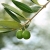 чай от маслинови листа срещу - високо ниво на мазнини в кръвта срещу атеросклероза, херпес , артрит , диабет и ...