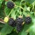 малко, черно и суперполезно-къпината е царицата на горските плодове-2 шепи на ден и ще пращите от здраве-