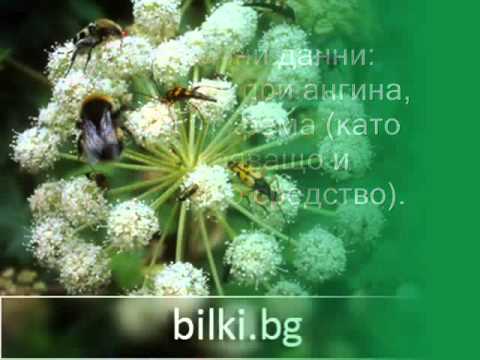 балканска пищялка билка