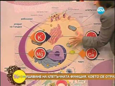 клетките в човешкото тяло-д-р мария папазова