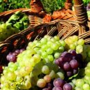 гроздето помага при чернодробни и стомашни заболявания