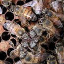 пчелната отрова убива вируса на спин