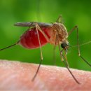 маларията се завръща в българия
