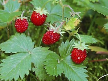 горска ягода-мъничка, червеничка и за много болести полезна