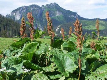 алпийски лапад за стомашни проблеми