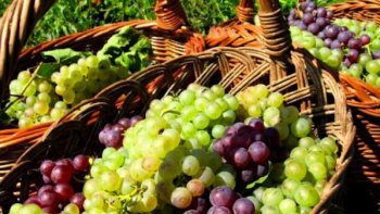 гроздето помага при чернодробни и стомашни заболявания