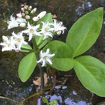 къде вирее водната детелина