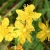 жълт кантарион-слънчева билка с много приложения