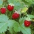 горска ягода-мъничка, червеничка и за много болести полезна