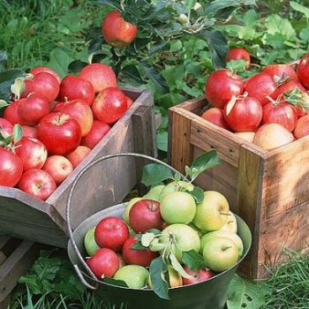 причини, свързани с красотата и здравето, заради които си заслужава да ядем ябълки по-често: