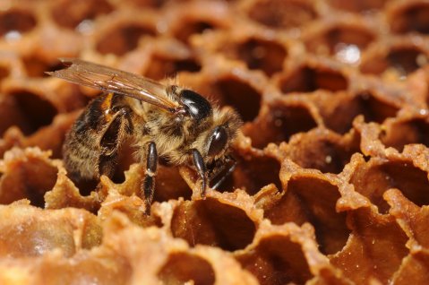 вълшебните свойства на пчелното млечице - съдържа колаген и служи за подмладяване-