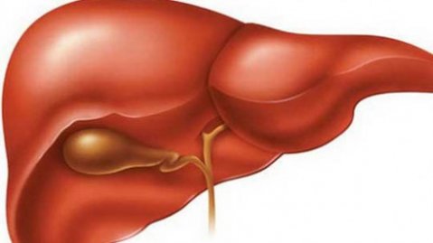 почистване и възстановяване на черния дроб по естествен начин