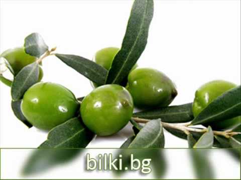 маслина - масло и лечение