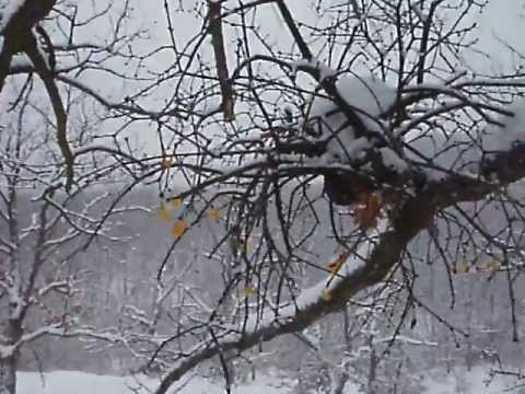 черниятжълт имел през зимата