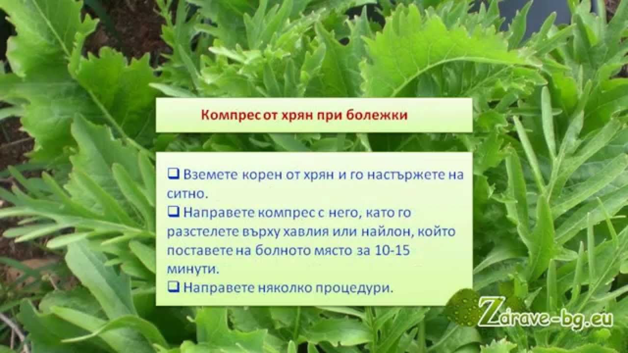 лечебни рецепти с хрян